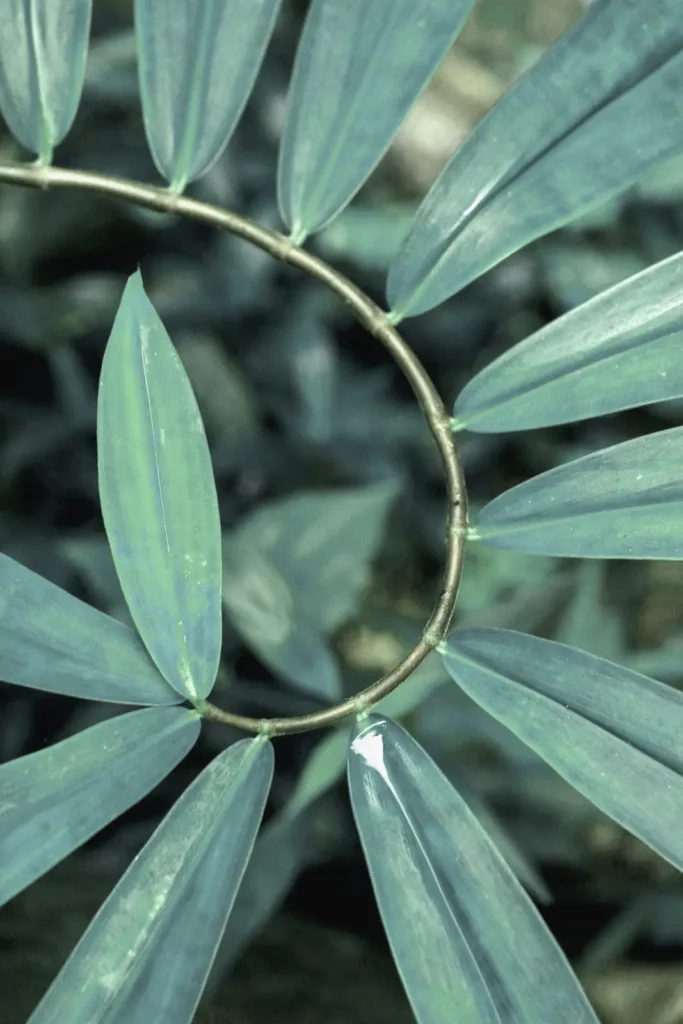 plant spiraling